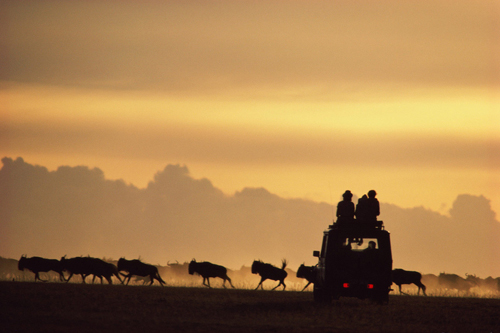Safari vehicle by wildebeest running from wild dogs, silhouette